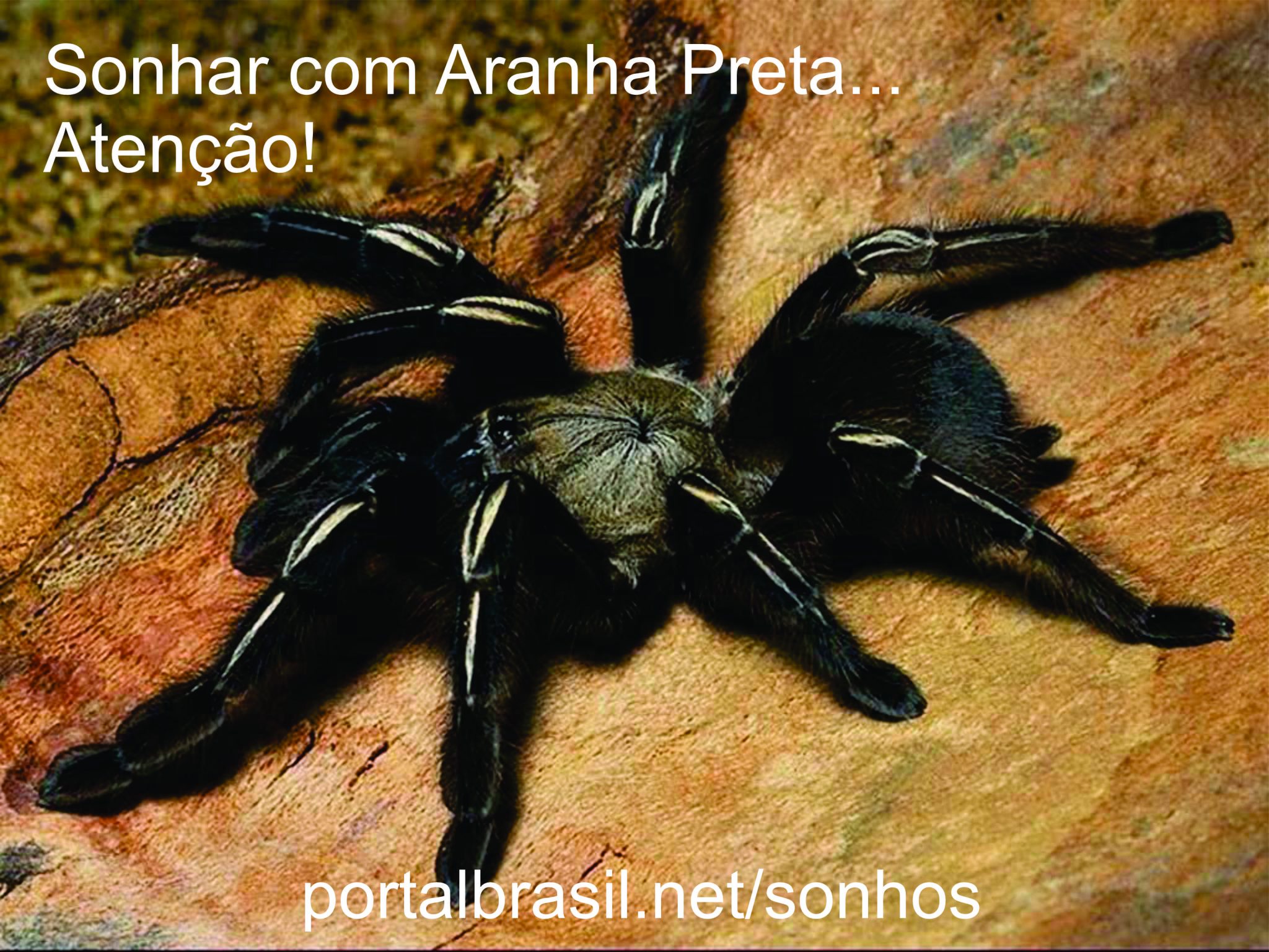 Sonhar com Aranha têm Alguns Significados. Atenção Cuidado!