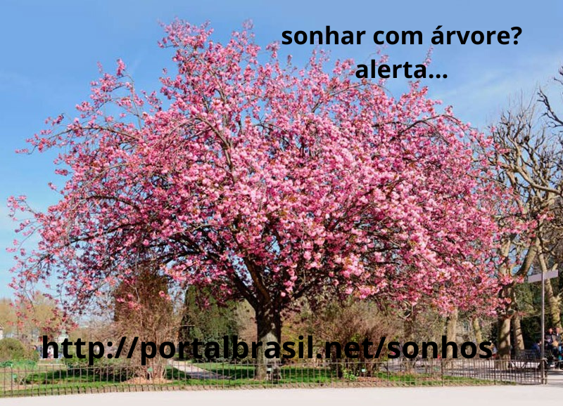 Sonhar com Árvore Florida Significa que, a positividade, notícias boas e conquistas estão vindo em sua direção.