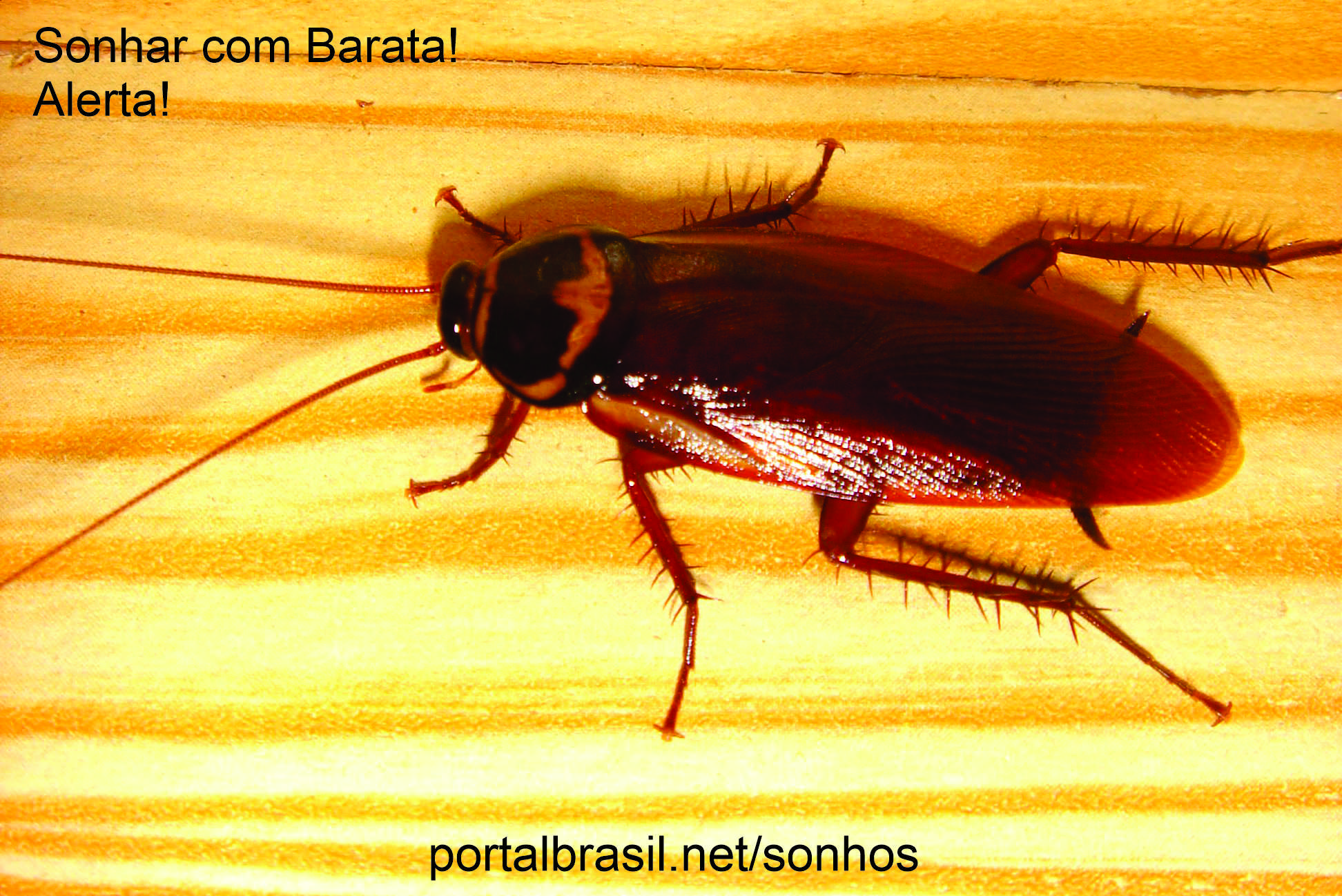 Sonhar com barata têm Alguns Significados. Cuidado!