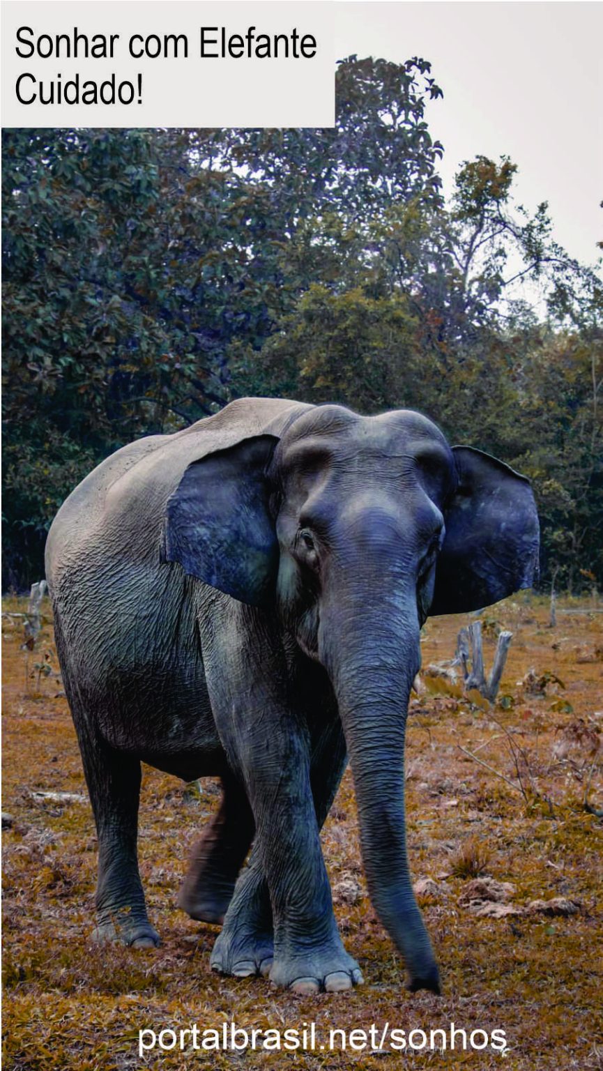 Sonhar com Elefante têm Alguns Significados. Atenção Cuidado!
