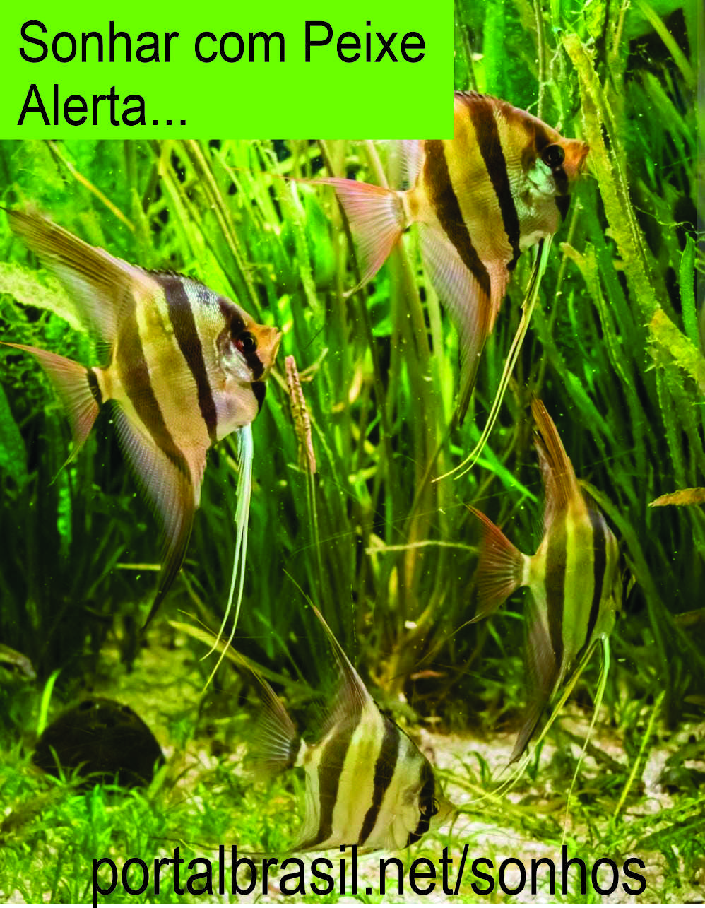 Sonhar com Peixe têm Alguns Significados. Atenção Cuidado!