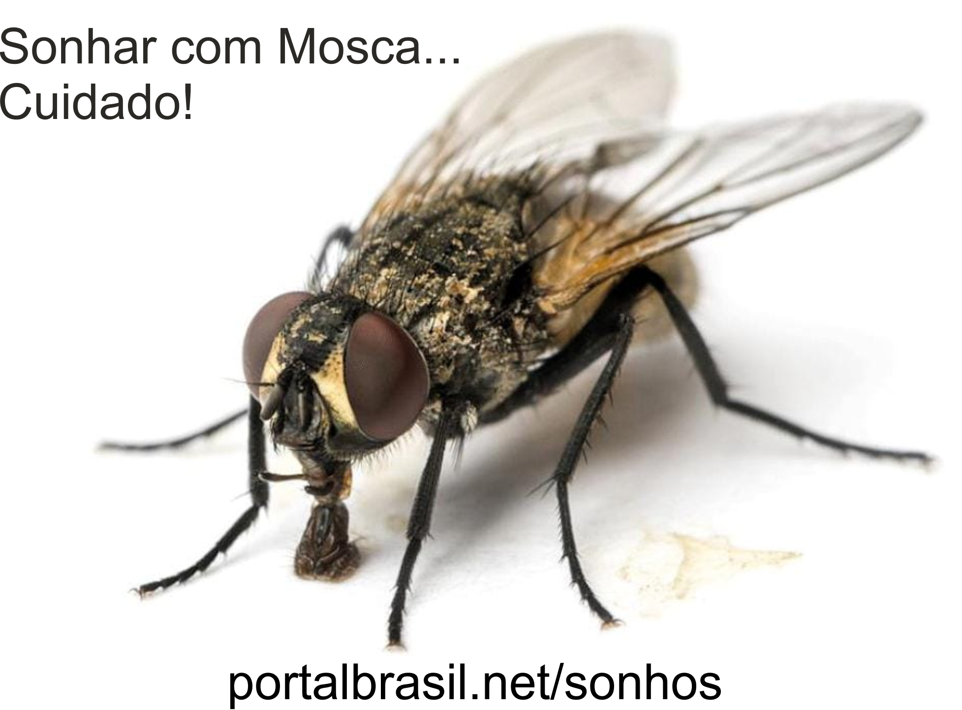 Sonhar com Mosca têm Alguns Significados. Atenção! Cuidado!