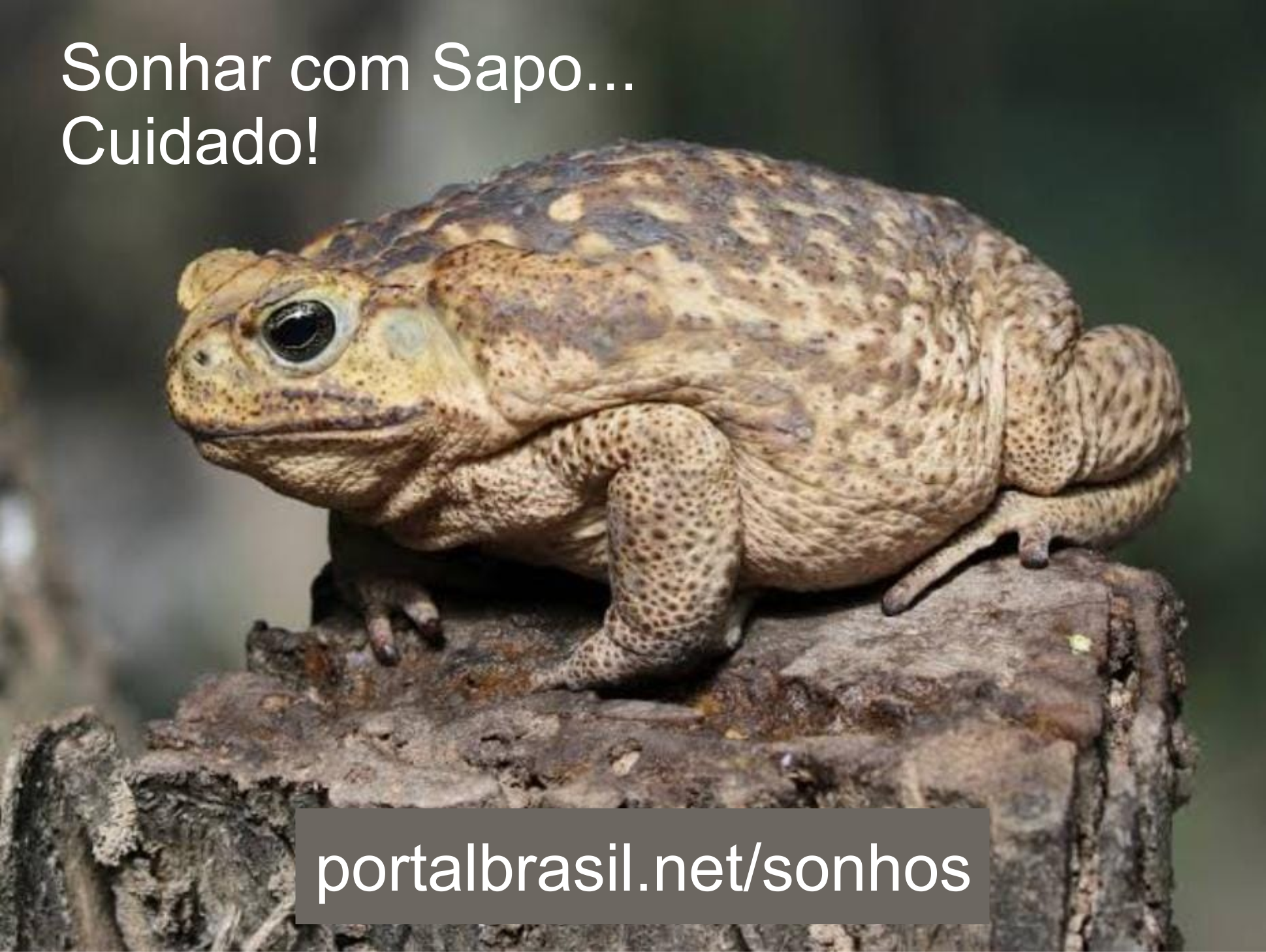 Sonhar com Sapo têm Alguns Significados. Atenção! Cuidado!
