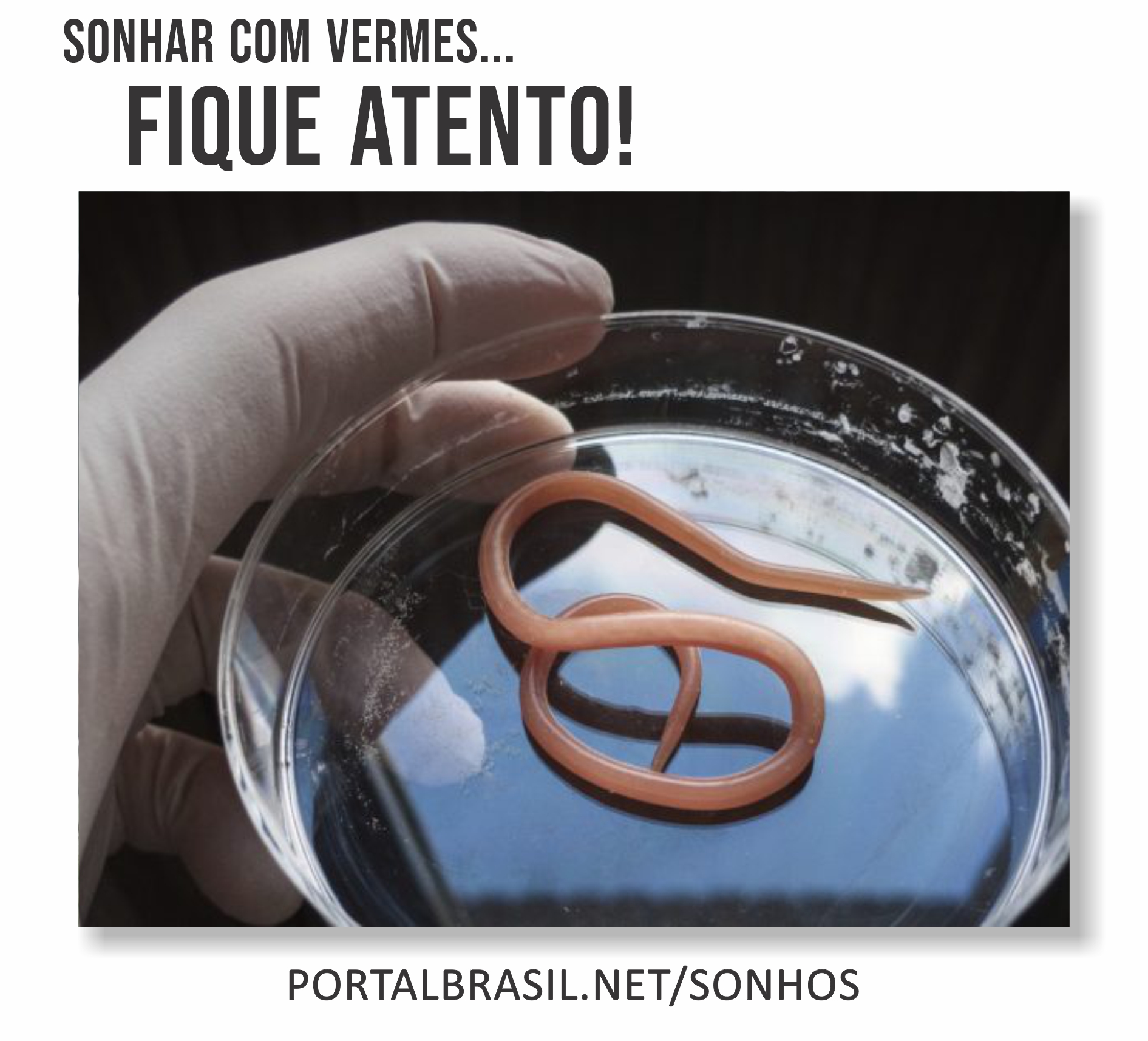 Sonhar com Vermes têm Alguns Significados. Atenção! Cuidado!
