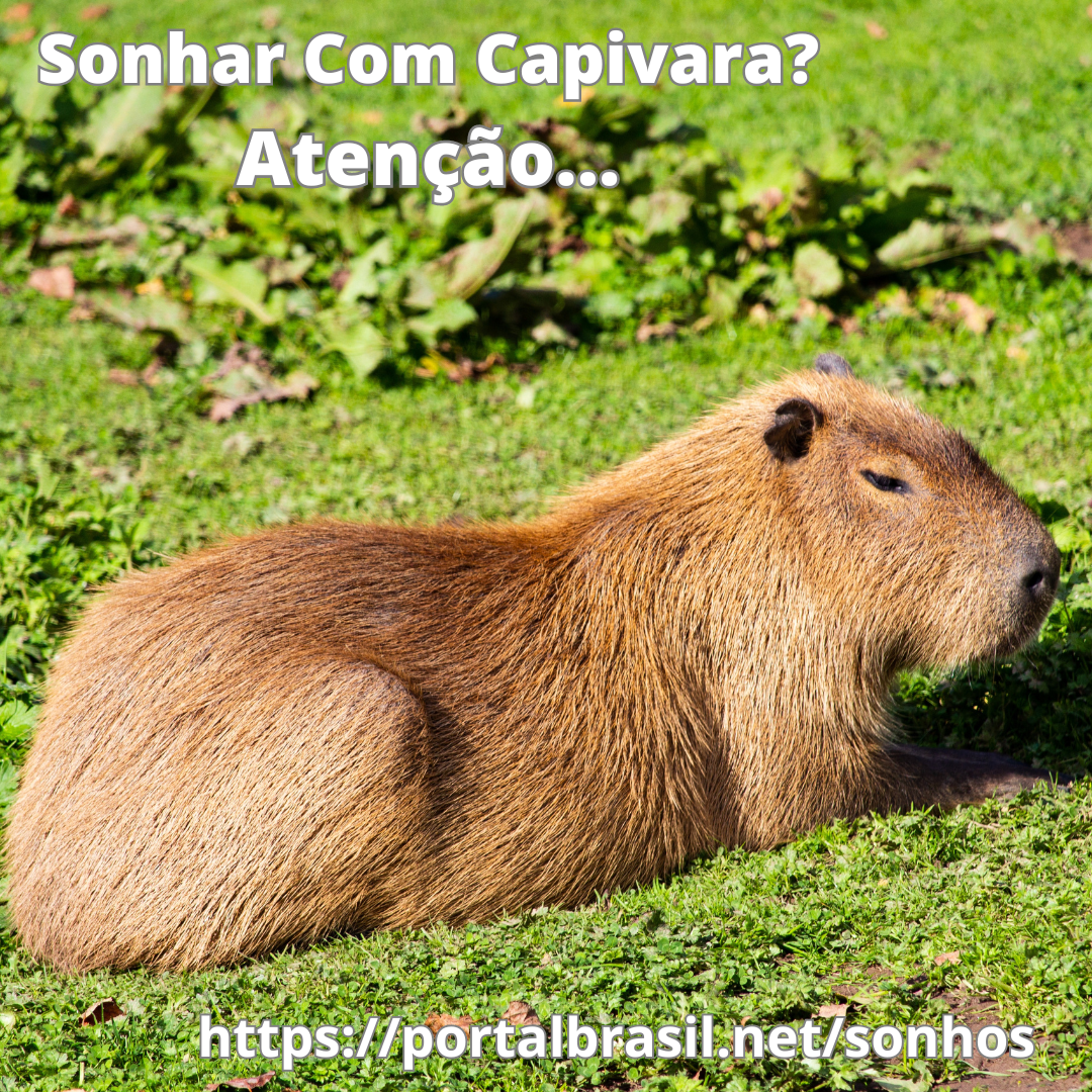 Sonhar com capivara tem Alguns Significados. Atenção! Cuidado!